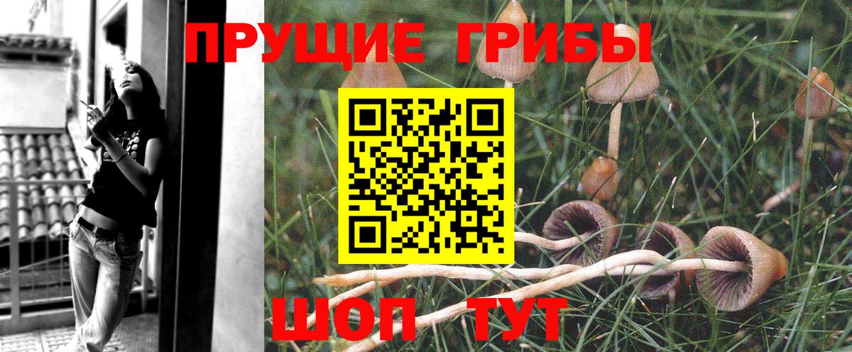 Галлюциногенные грибы Psilocybine cubensis Амурск